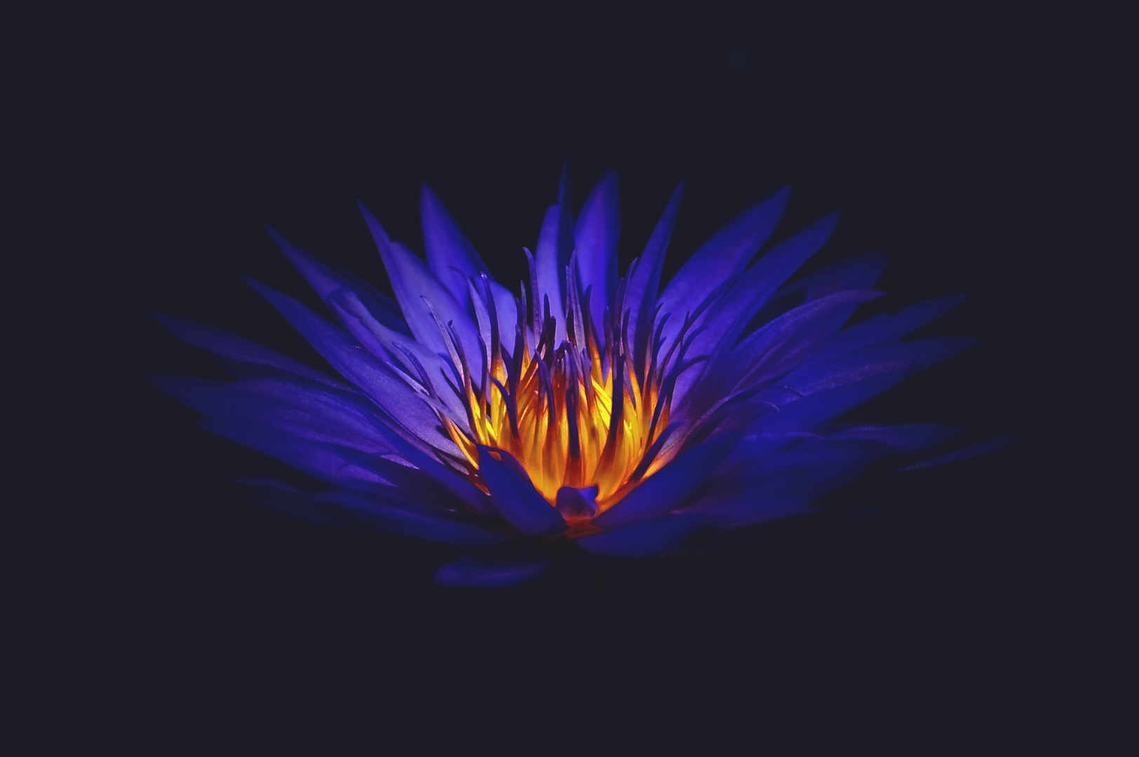 lotus au coeur de braise