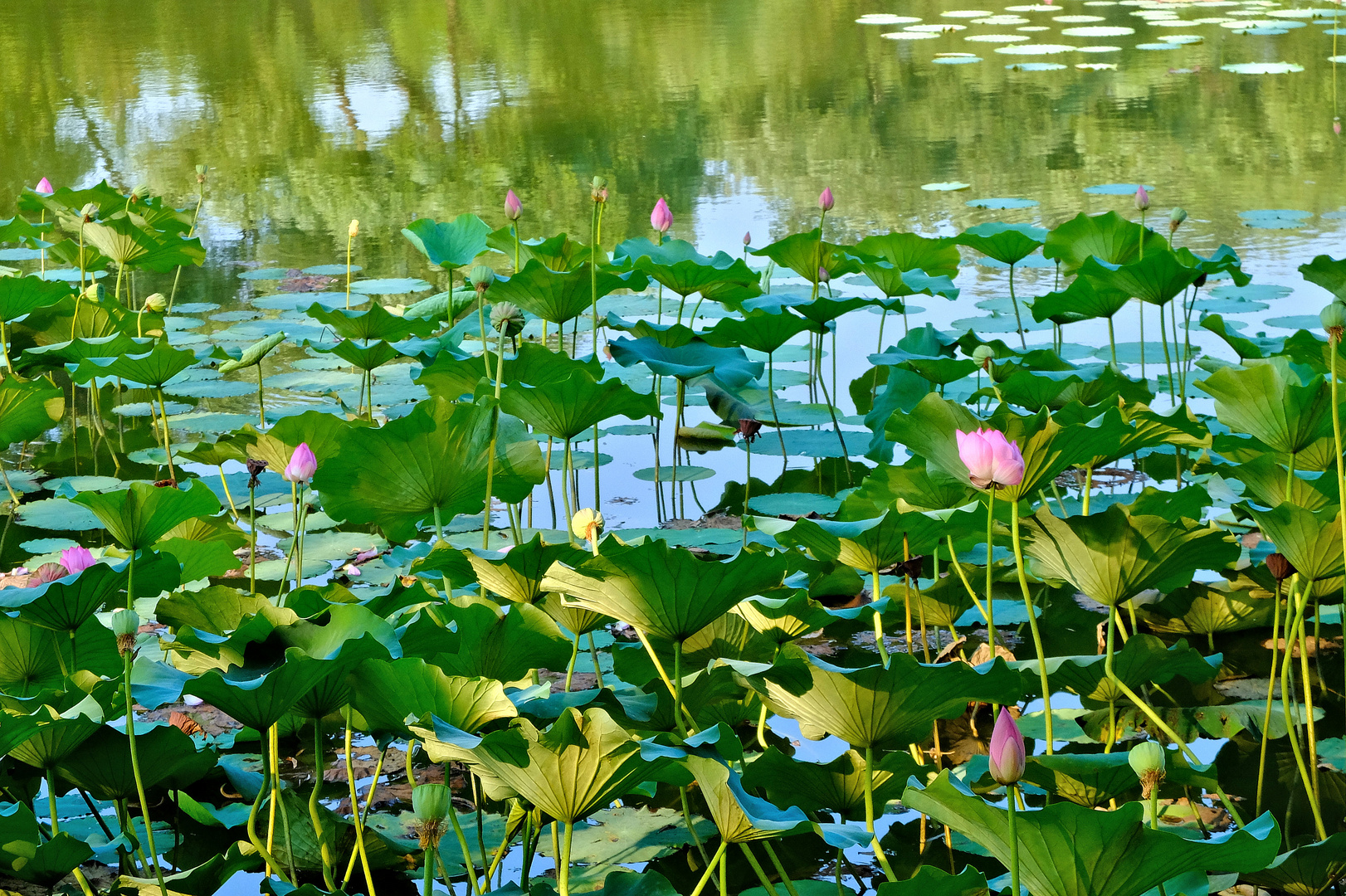 Lotus au couchant