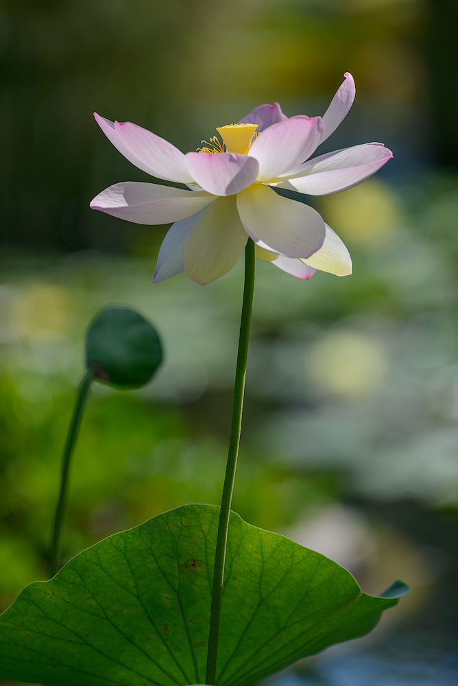 Lotus