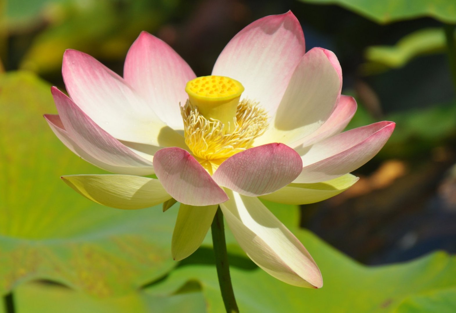 Lotus