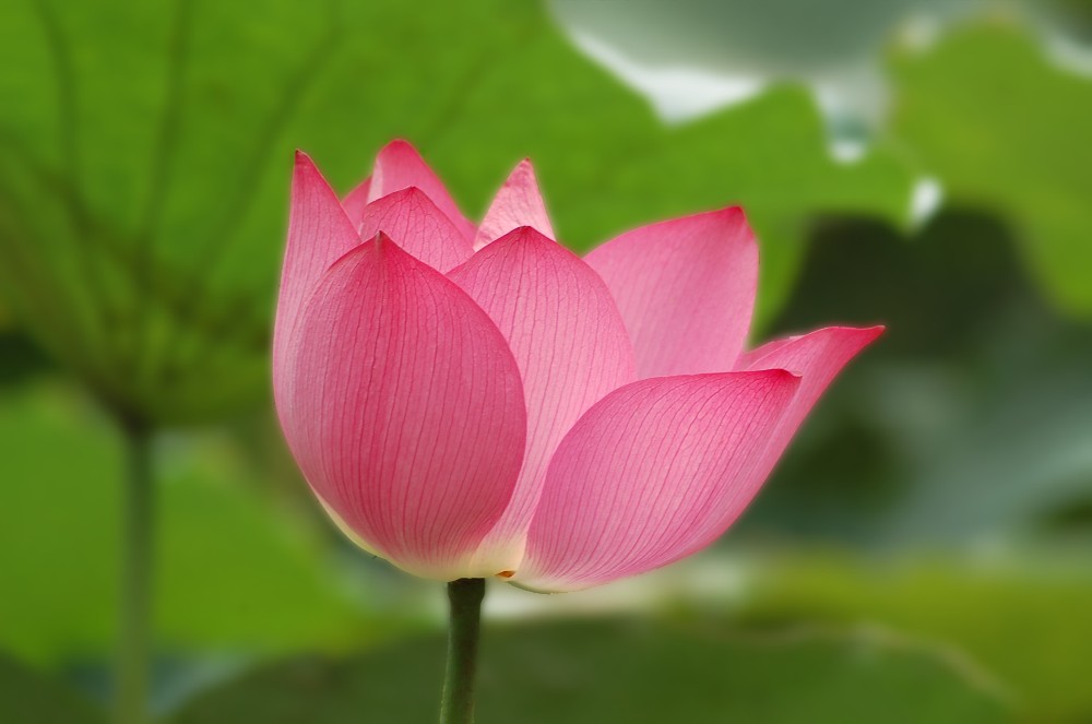 Lotus