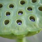 Lotus berries