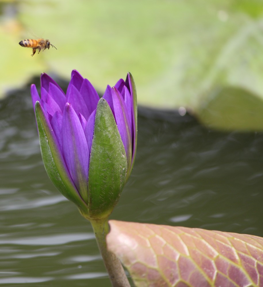 Lotus / Biene