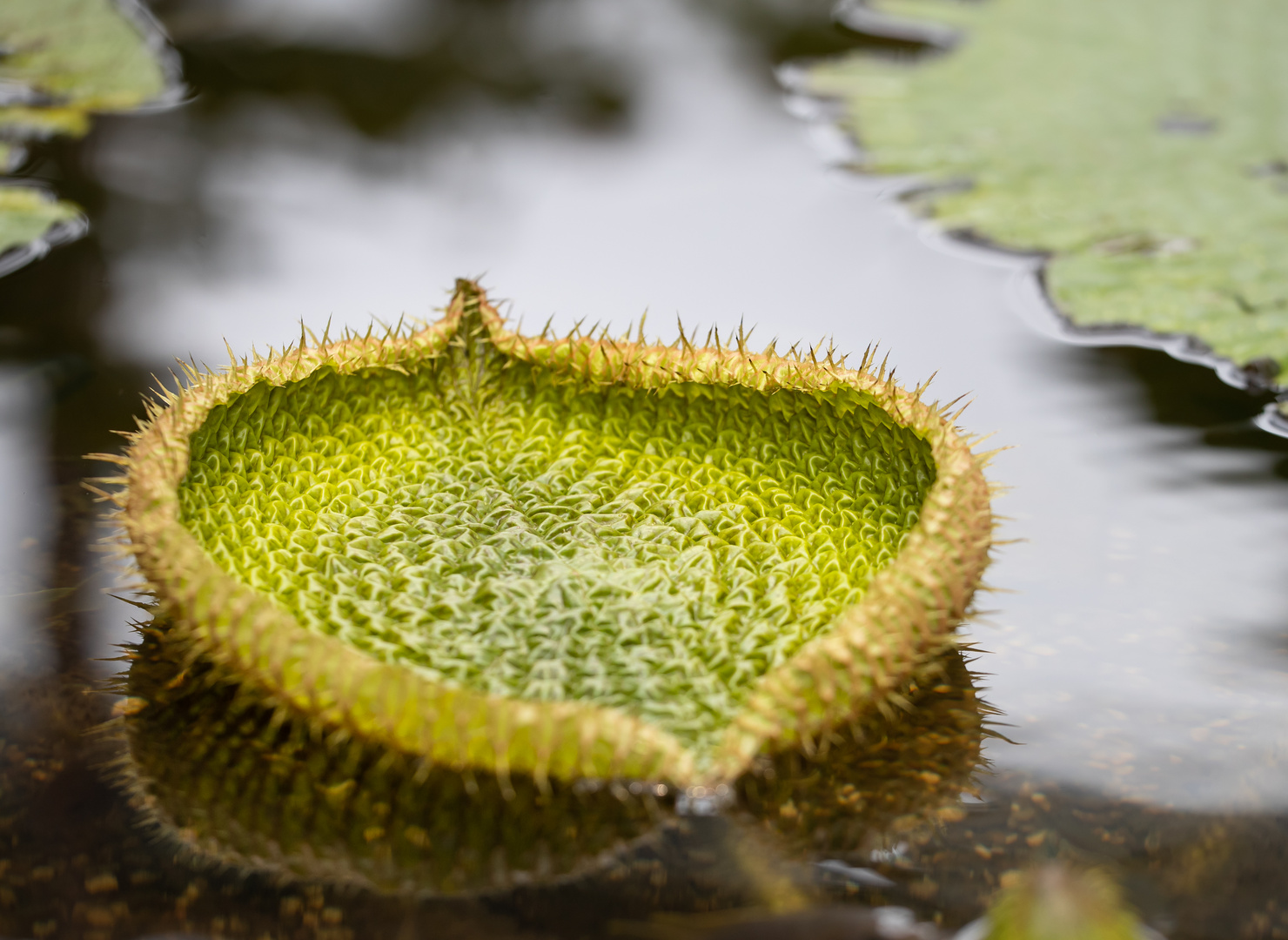 Lotus-Blatt