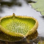 Lotus-Blatt