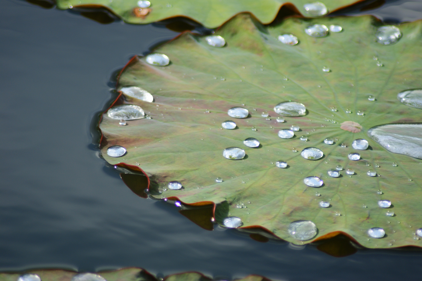 Lotus Blatt Foto & Bild sonstiges, wasser im detail, natur Bilder auf
