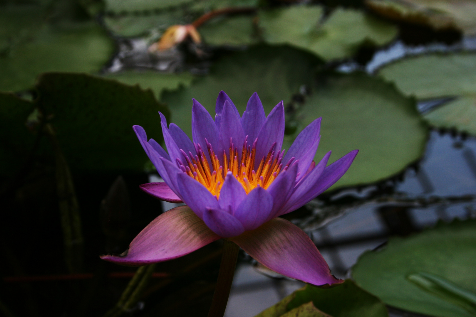 Lotus bleu