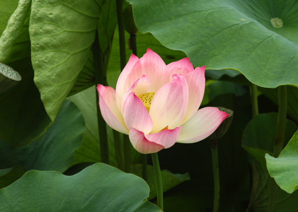 Lotus Blossom