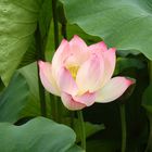 Lotus Blossom