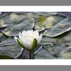 Lotus Blossom