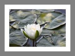 Lotus Blossom