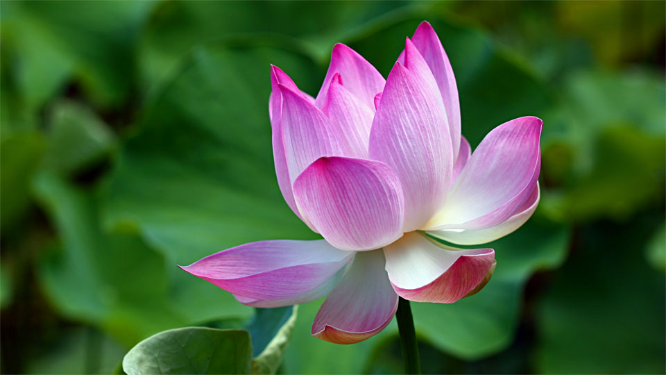 Lotus Blossom, Sir Seewoosagur Ramgoolam Botanical Garden I, Pamplemousses / MU