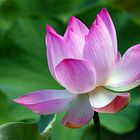 Lotus Blossom, Sir Seewoosagur Ramgoolam Botanical Garden I, Pamplemousses / MU