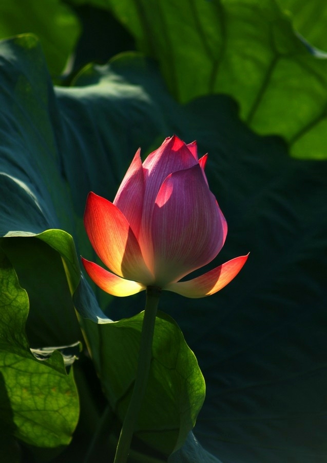 Lotus Blüte 01
