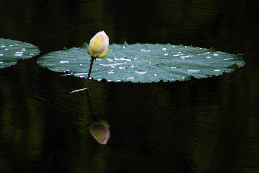 Lotus Blüte 04