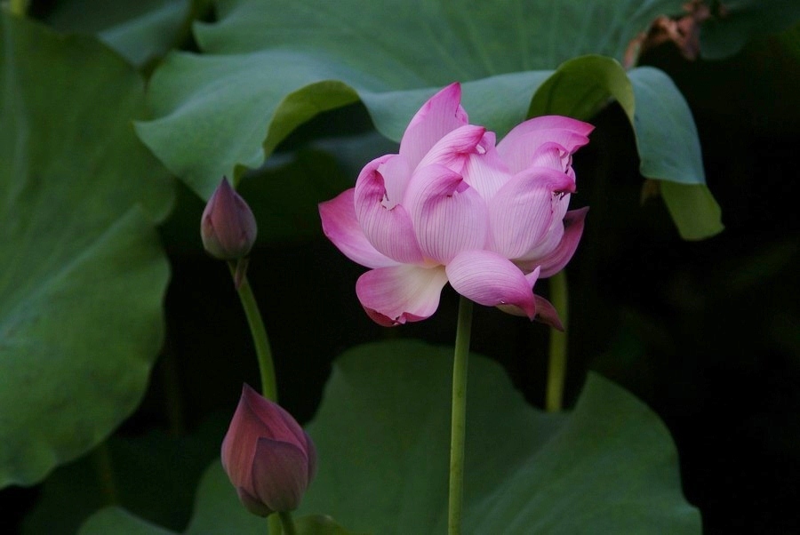 Lotus Blüte 06