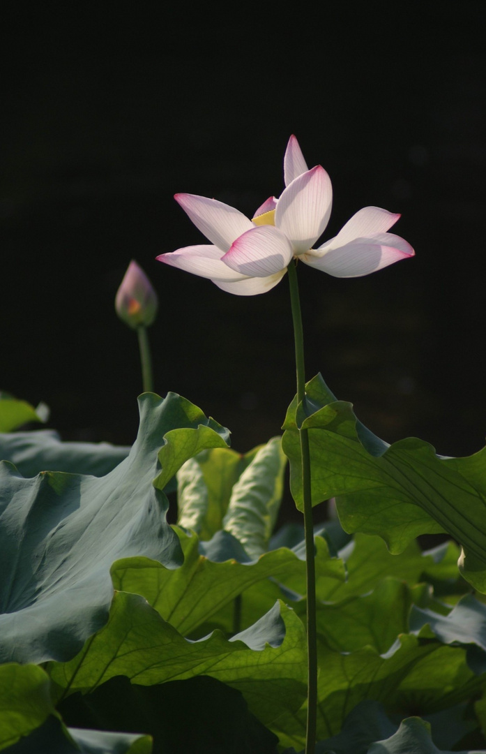 Lotus Blüte 08