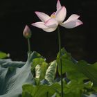 Lotus Blüte 08