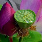 Lotus Blüte 09