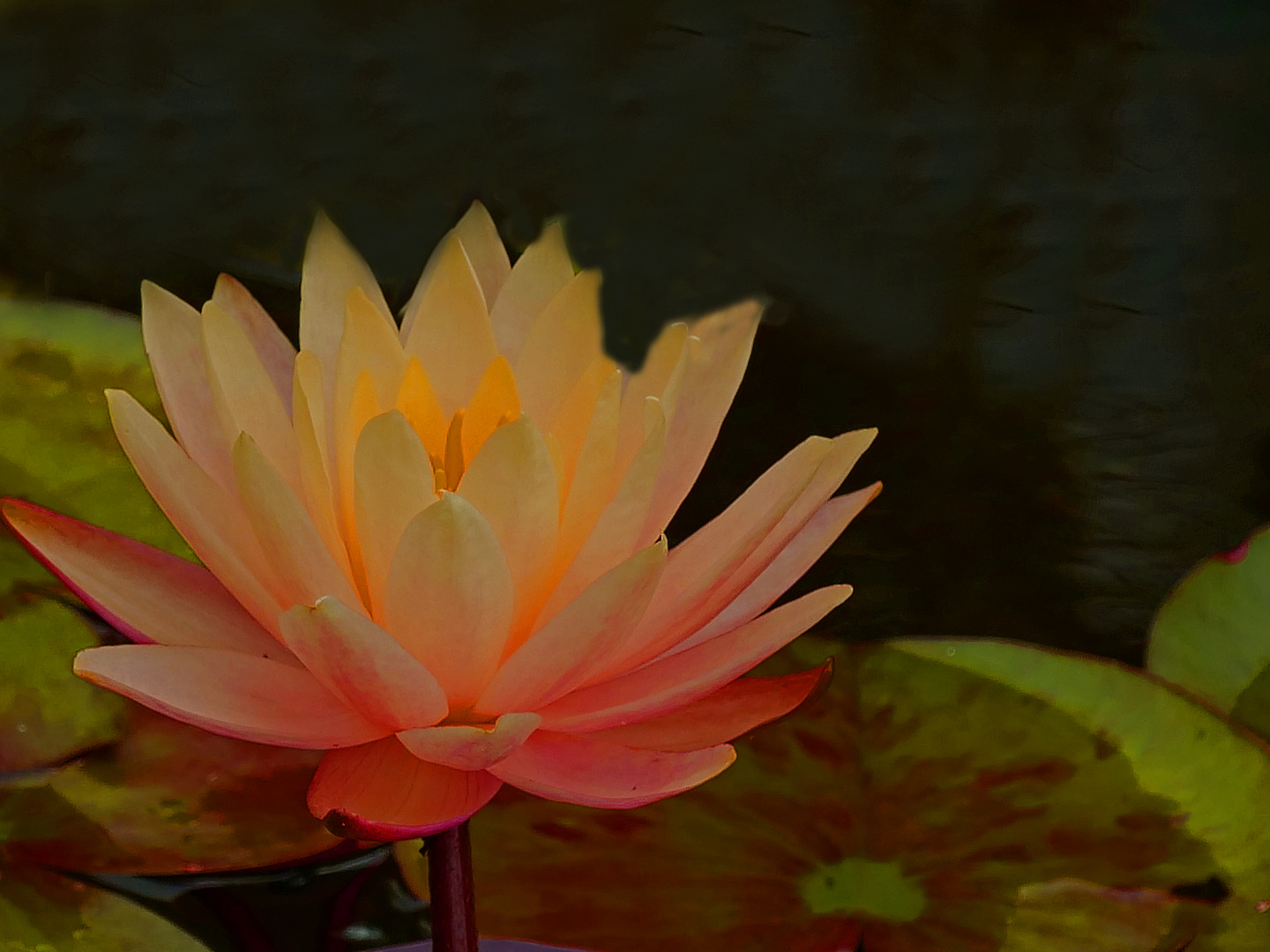 Lotus Blüte.