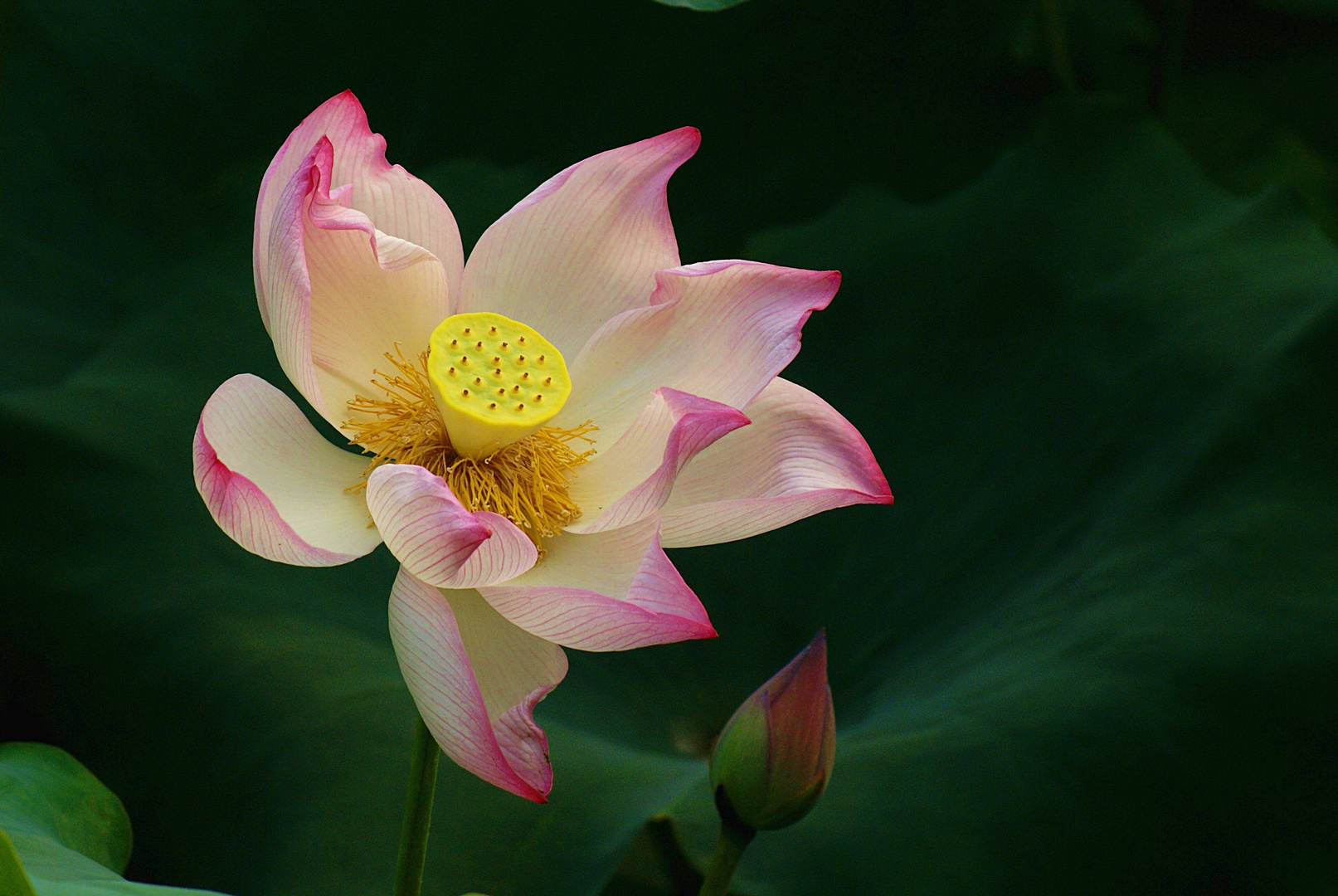 Lotus Blüte 11