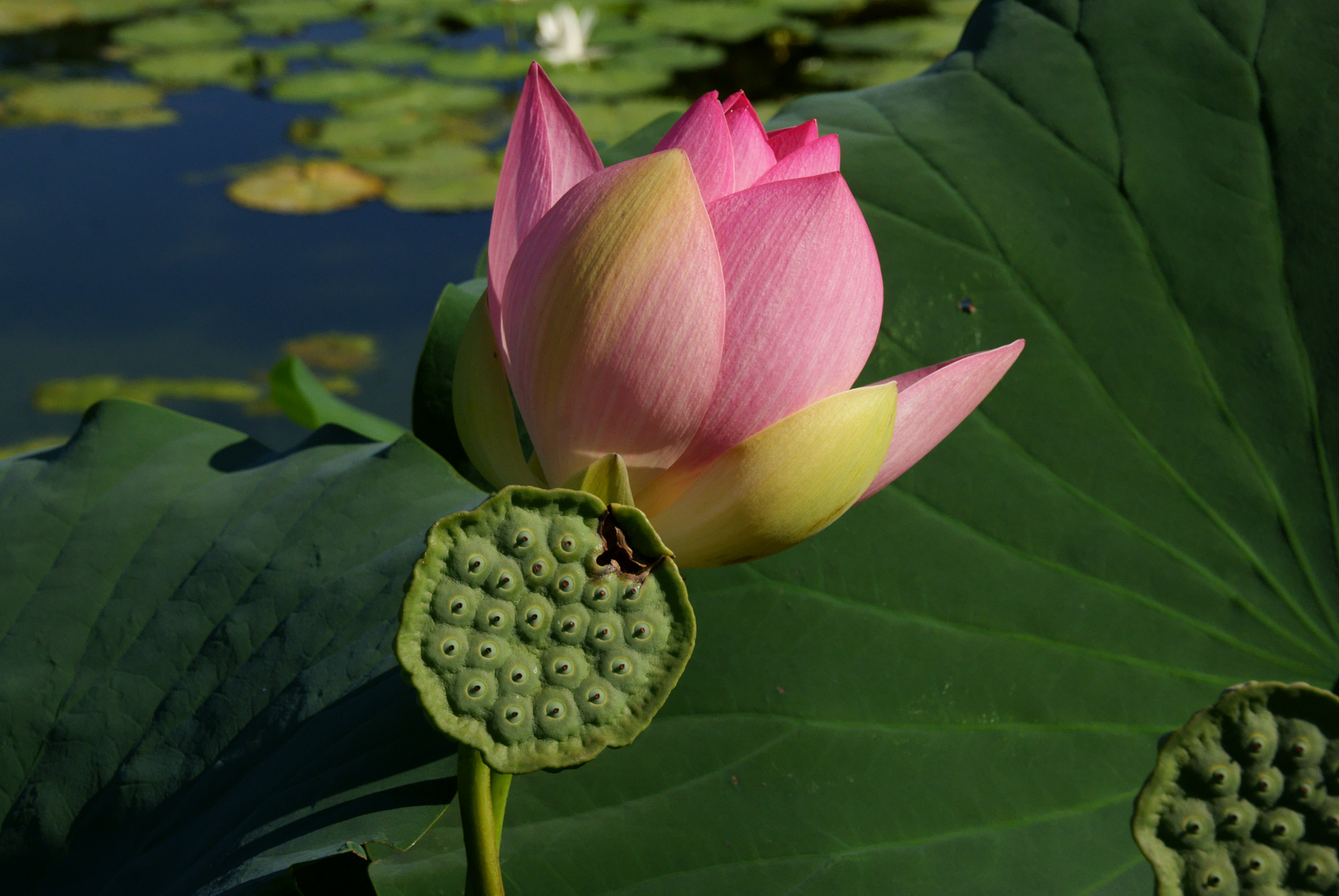 Lotus Blüte
