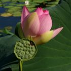 Lotus Blüte