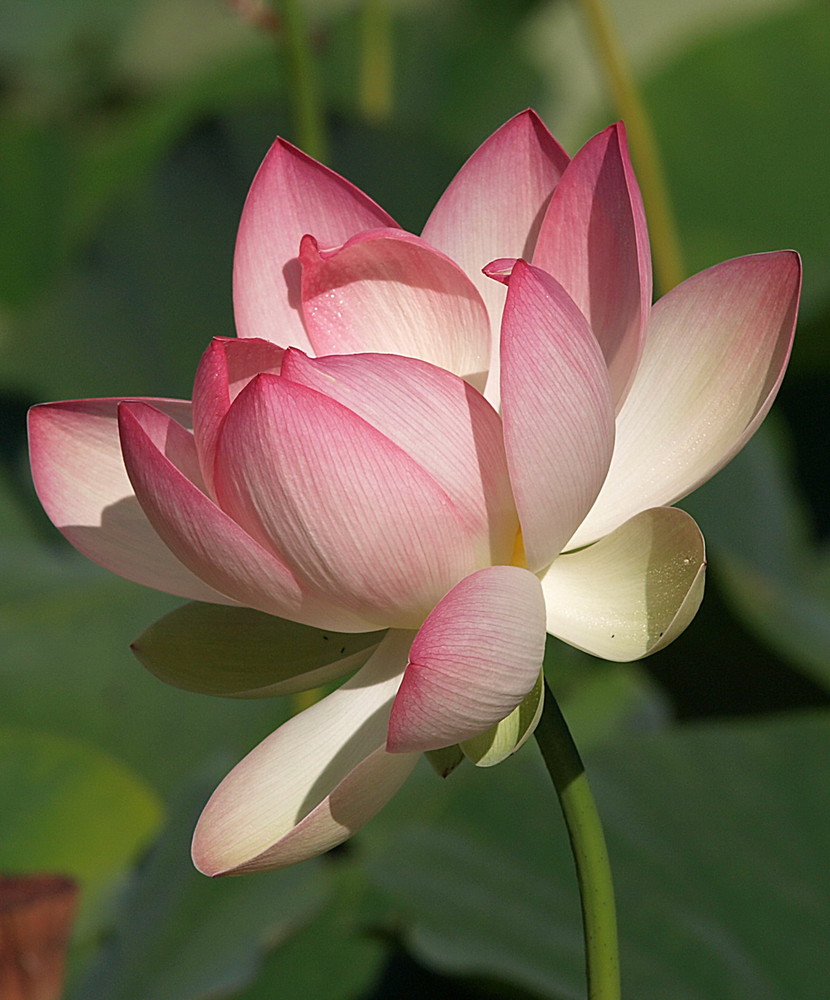 Lotus - Blüte