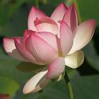 Lotus - Blüte