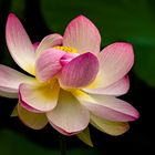 Lotus-Blüte