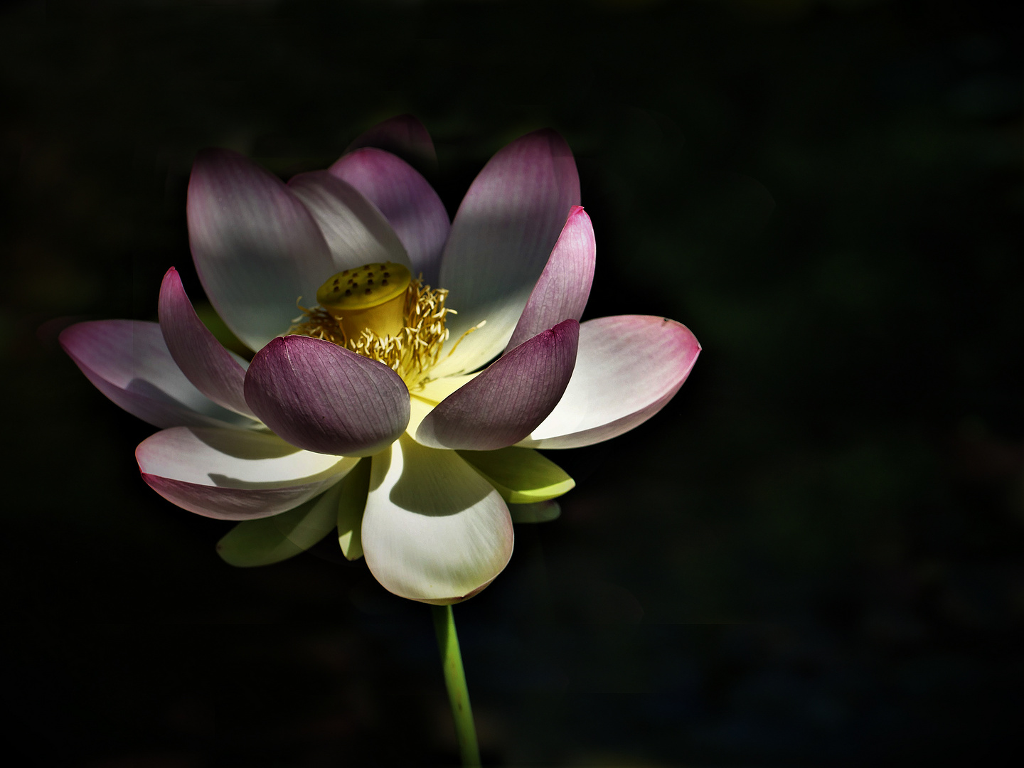 Lotus-Blüte.