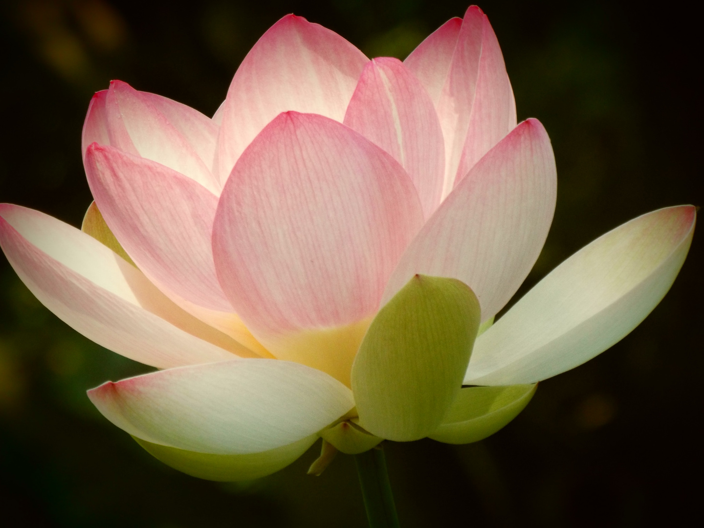  Lotus Blüte Foto & Bild natur, pflanzen, blüten Bilder auf