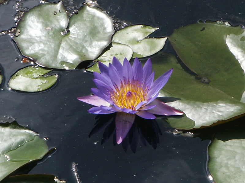 Lotus Blüte