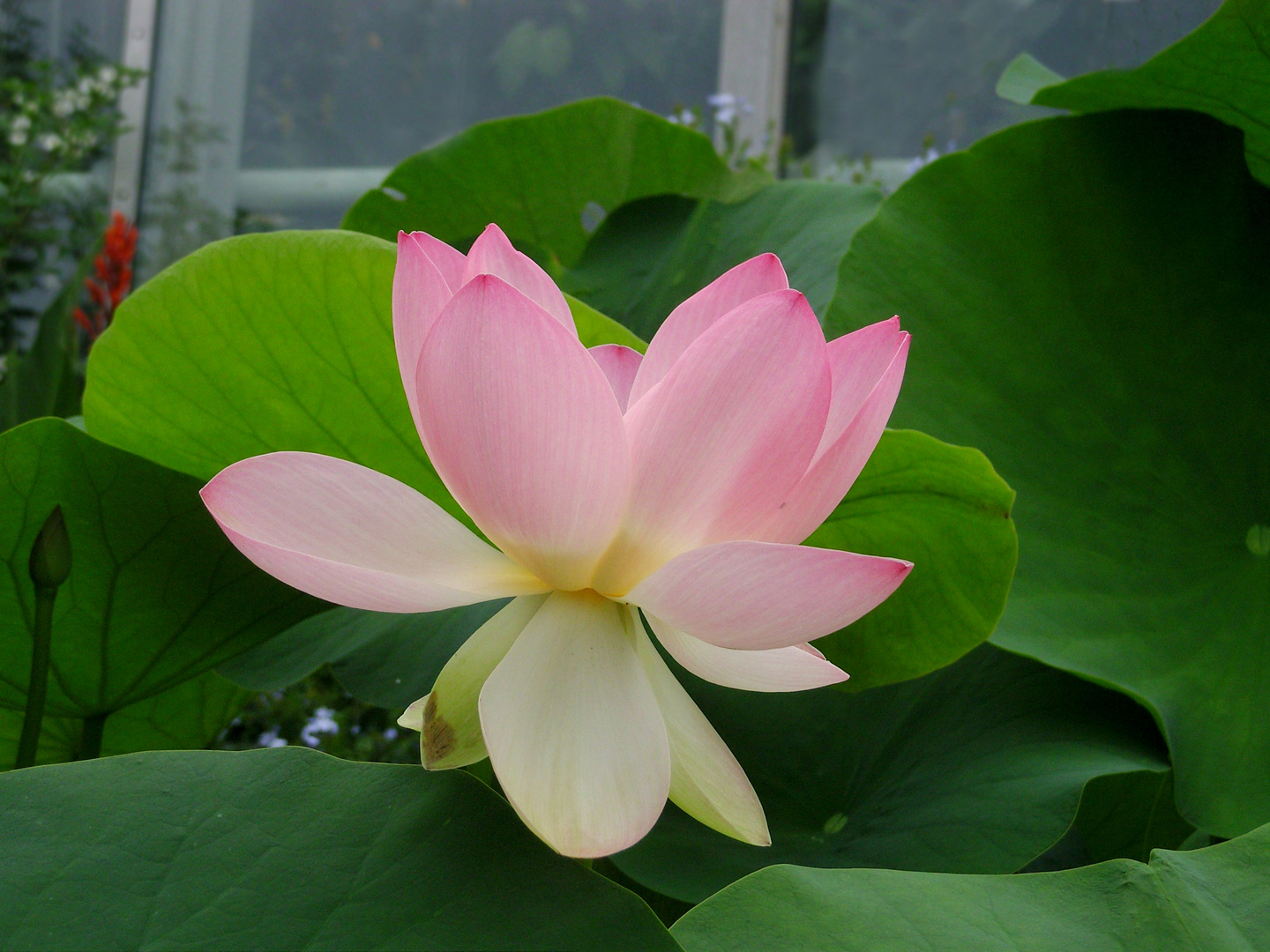 Lotus-Blüte