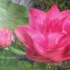 Lotus Blüten