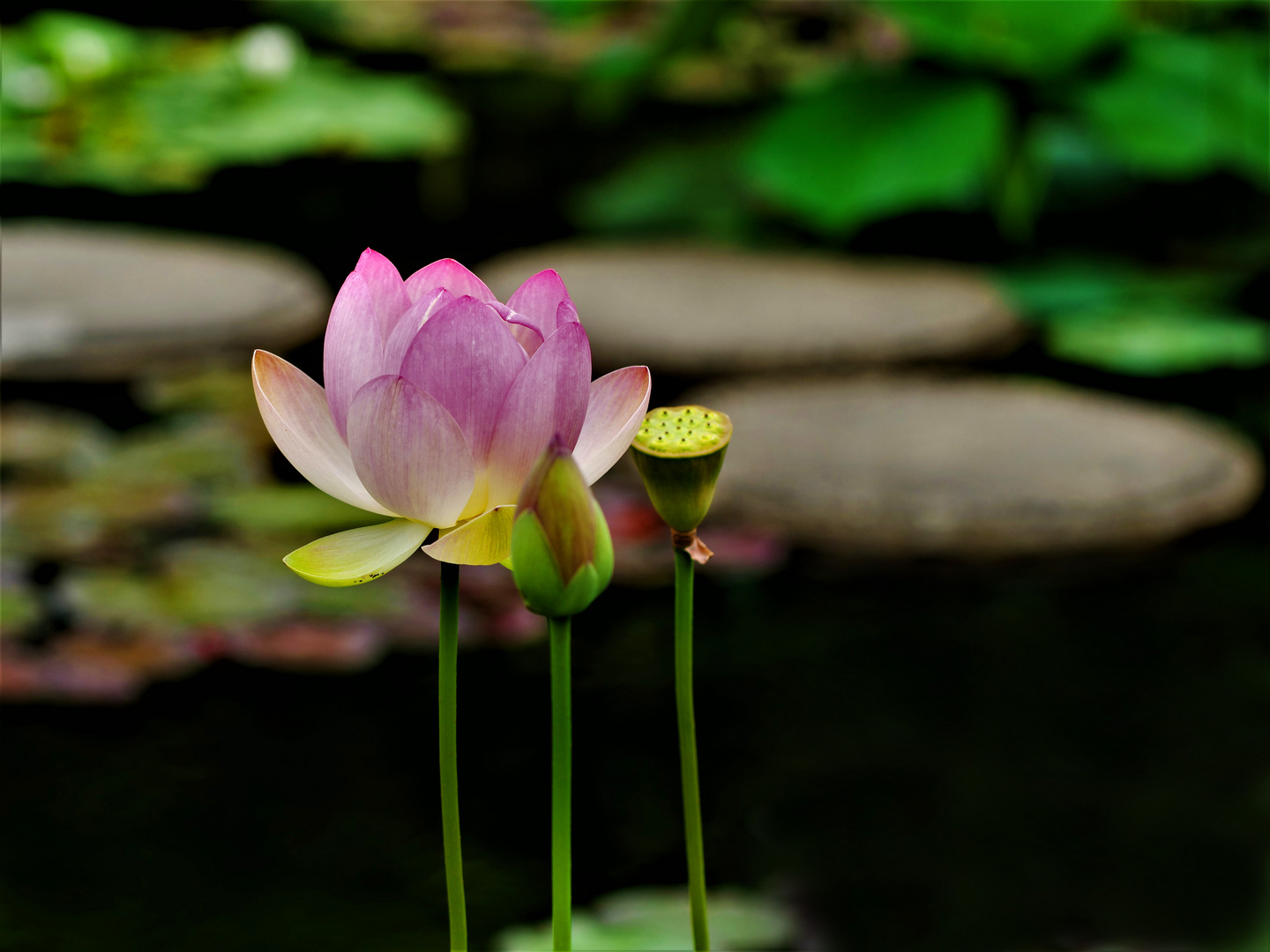 Lotus Blume.