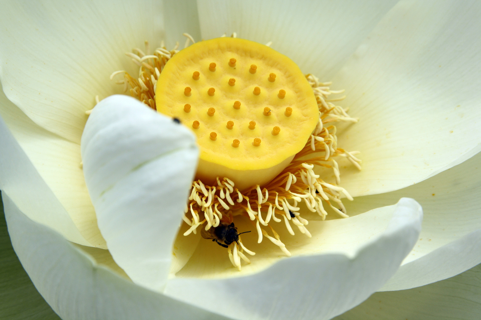 Lotus Botanischer garten