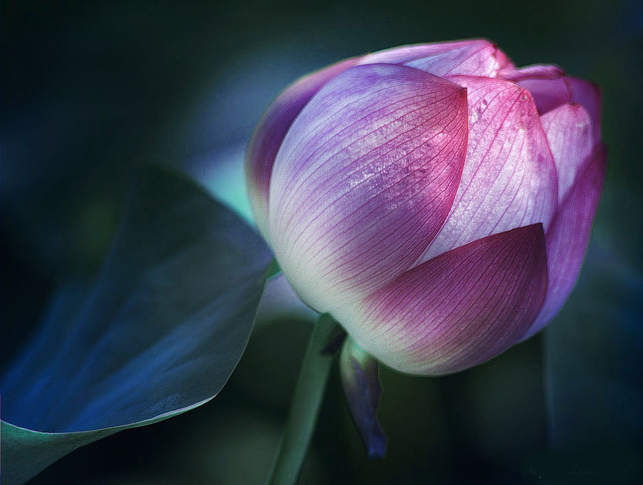 Lotus bud dream..