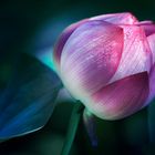 Lotus bud dream..