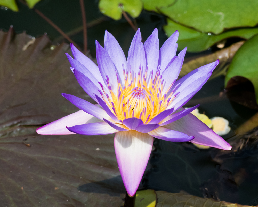lotus Foto & Bild pflanzen, pilze & flechten, blüten & kleinpflanzen