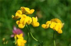 Lotus corniculatus