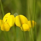 Lotus corniculatus