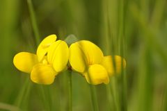 Lotus corniculatus