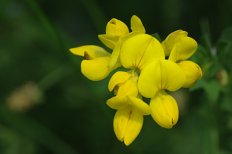 Lotus corniculatus