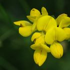 Lotus corniculatus