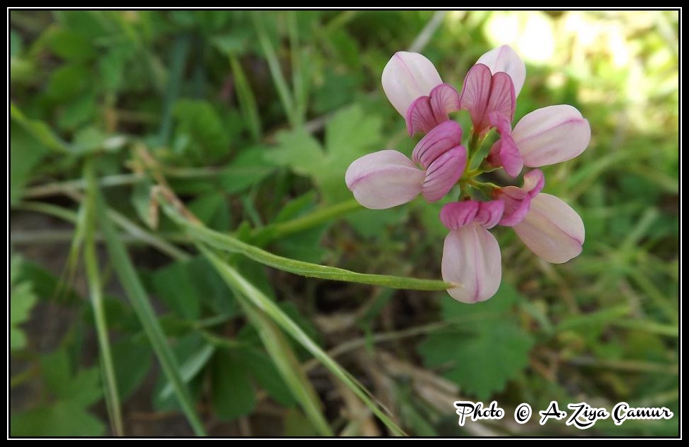 Lotus Corniculatus