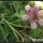 Lotus Corniculatus