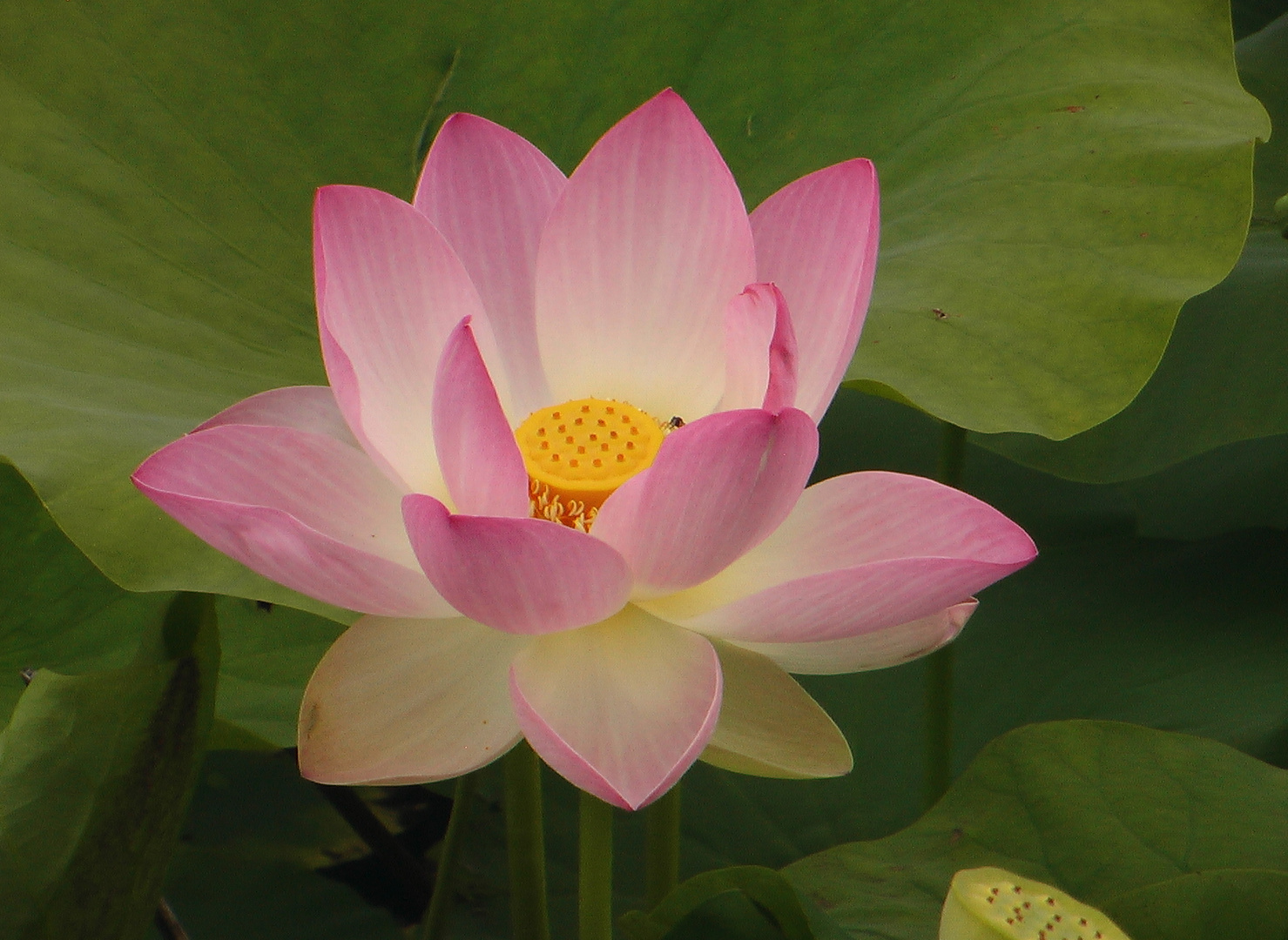 Lotus