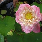 Lotus