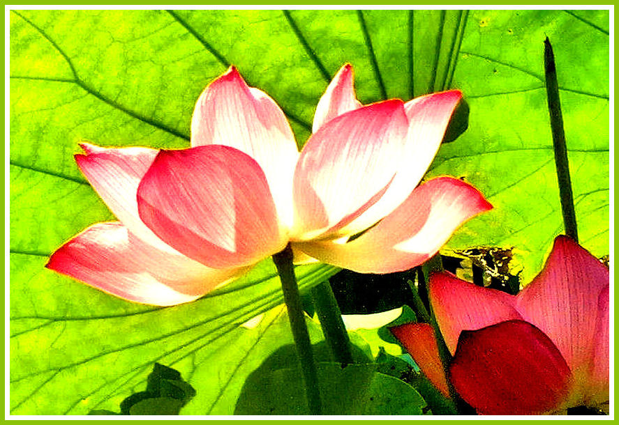 Lotus de Chine